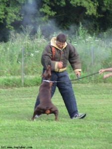 travailler avec son dobermann