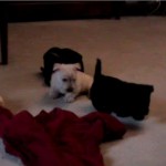 scotpup5